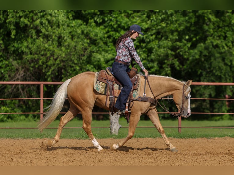 American Quarter Horse Stute 4 Jahre Palomino in Rusk