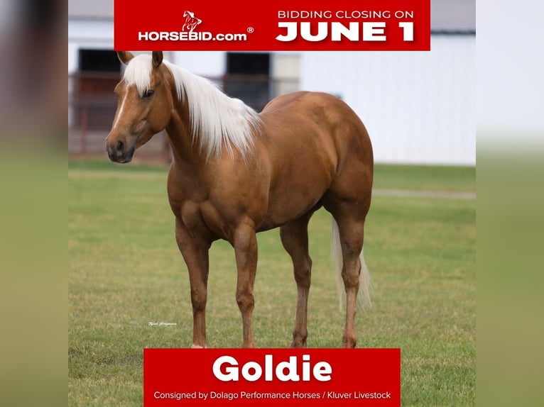 American Quarter Horse Stute 4 Jahre Palomino in Ripley