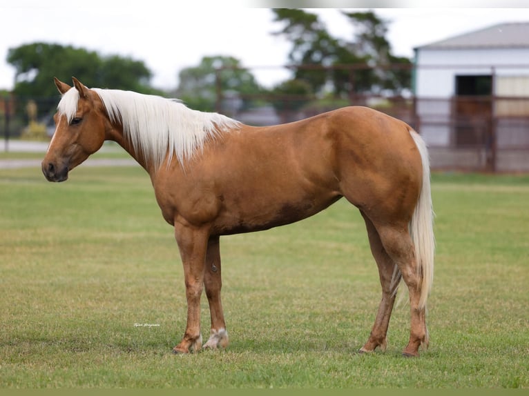 American Quarter Horse Stute 4 Jahre Palomino in Ripley