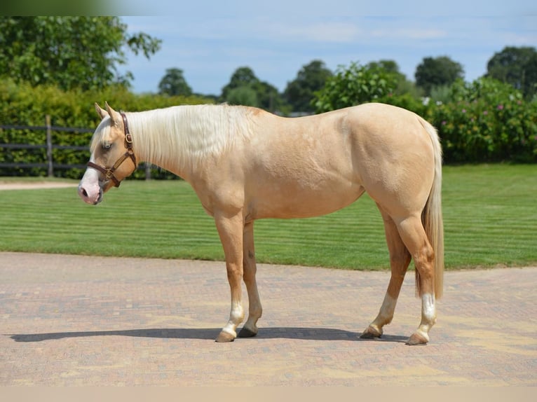 American Quarter Horse Stute 4 Jahre Palomino in Kamp-Lintfort