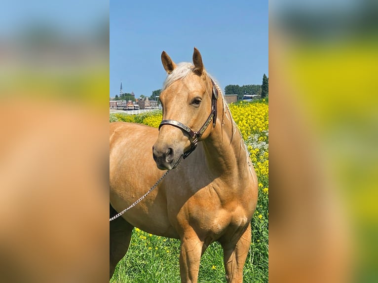 American Quarter Horse Stute 4 Jahre Palomino in Moordrecht