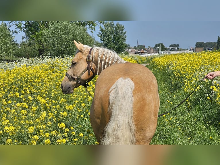 American Quarter Horse Stute 4 Jahre Palomino in Moordrecht