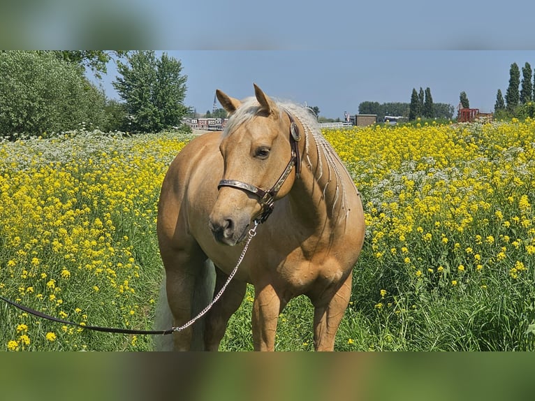 American Quarter Horse Stute 4 Jahre Palomino in Moordrecht