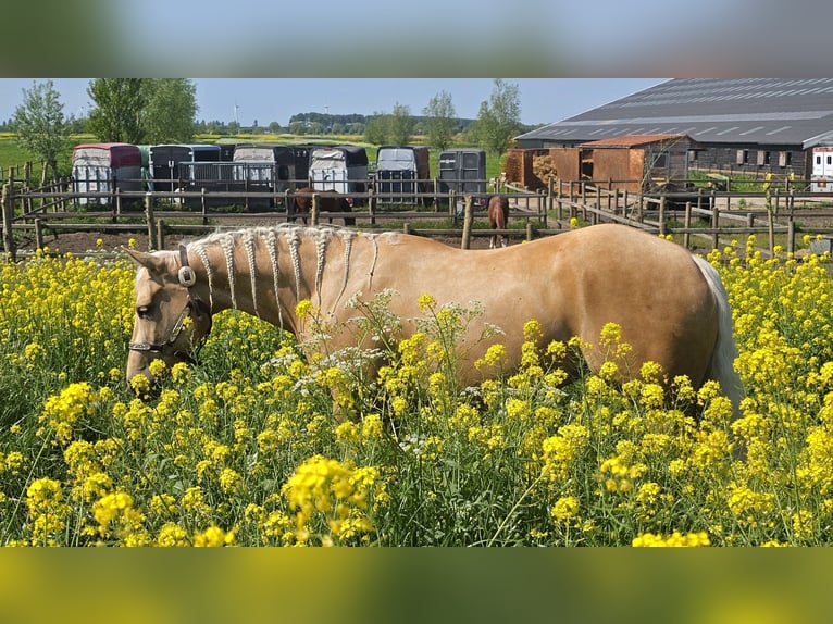 American Quarter Horse Stute 4 Jahre Palomino in Moordrecht