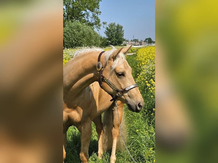 American Quarter Horse Stute 4 Jahre Palomino in Moordrecht