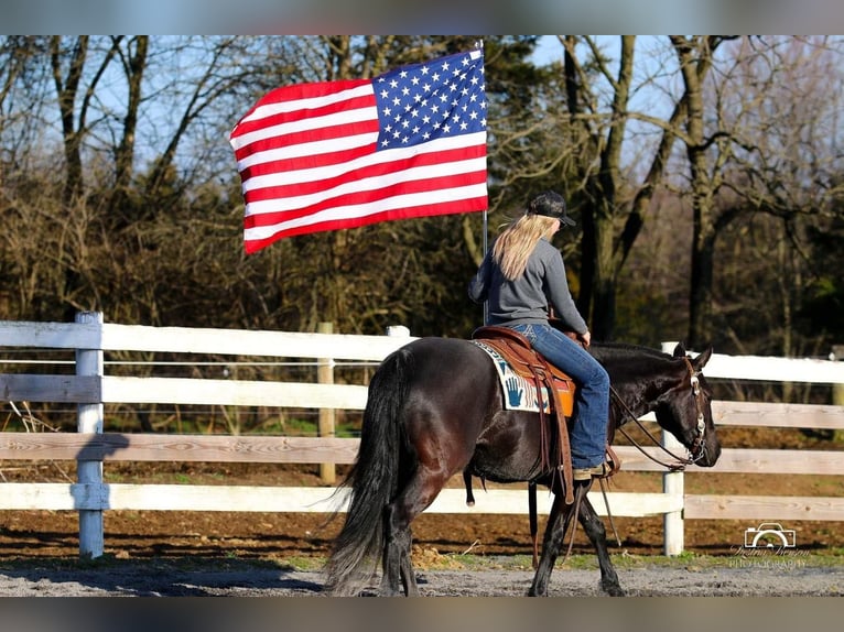 American Quarter Horse Stute 4 Jahre Rappe in Jonestown, PA