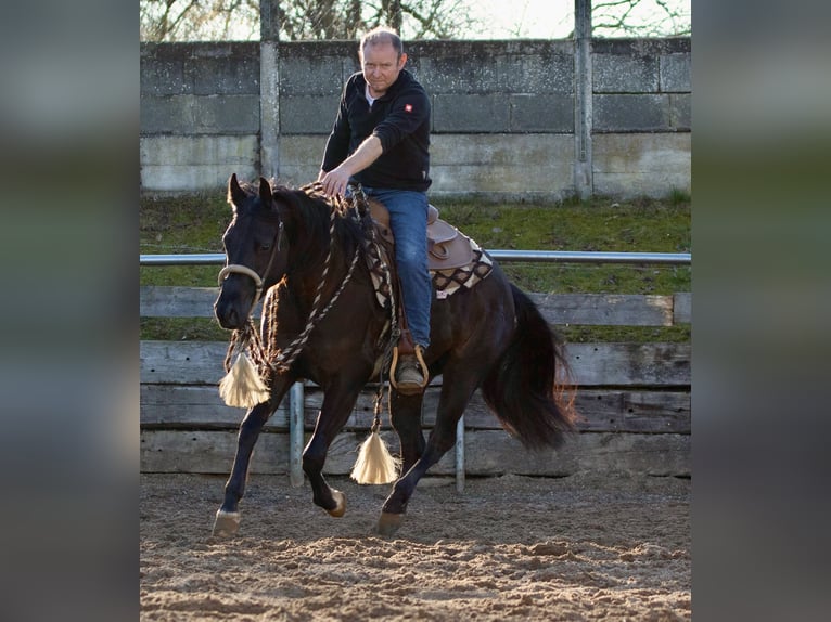 American Quarter Horse Stute 4 Jahre Rappe in Ehingen