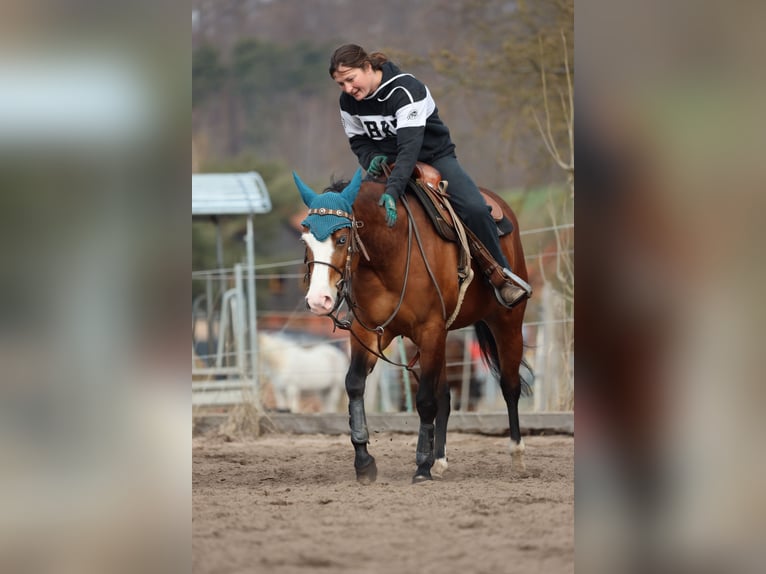 American Quarter Horse Stute 4 Jahre  in Salzgitter Groß Mahner