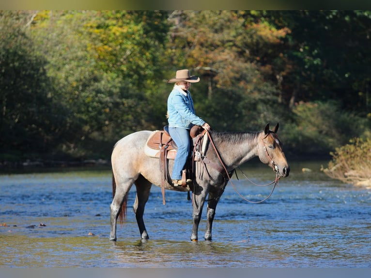 American Quarter Horse Stute 4 Jahre Roan-Bay in Clarion