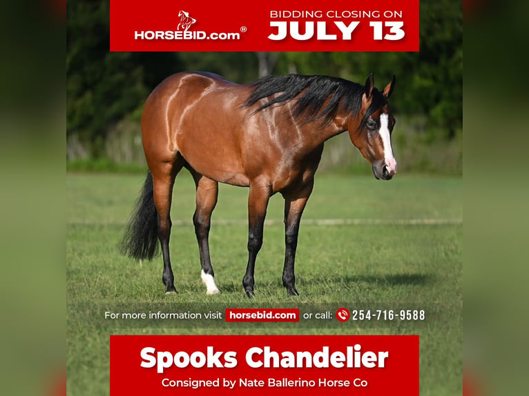 American Quarter Horse Stute 4 Jahre Rotbrauner in Waco