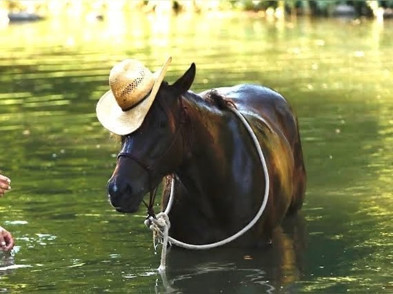 American Quarter Horse Stute 4 Jahre Rotbrauner in Dublin