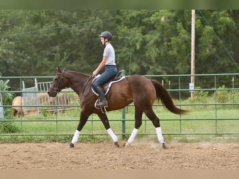 American Quarter Horse Stute 4 Jahre Rotbrauner in Dublin