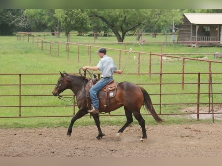 American Quarter Horse Stute 4 Jahre Rotbrauner in Dublin