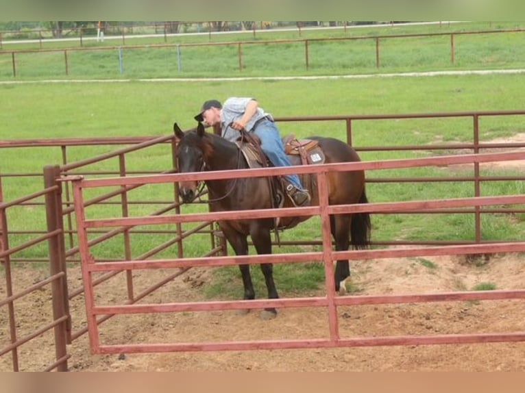 American Quarter Horse Stute 4 Jahre Rotbrauner in Dublin