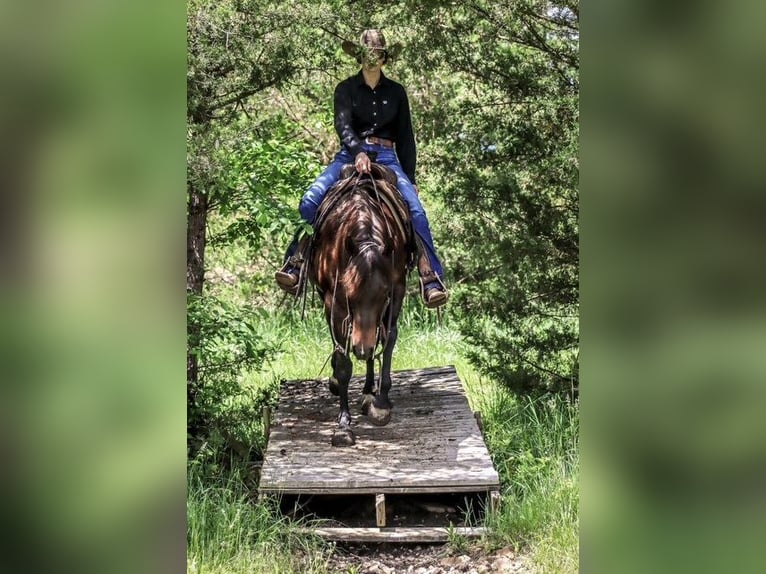 American Quarter Horse Stute 4 Jahre Rotbrauner in Dublin