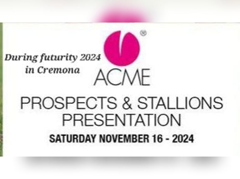 American Quarter Horse Stute 4 Jahre Rotbrauner in Cremona