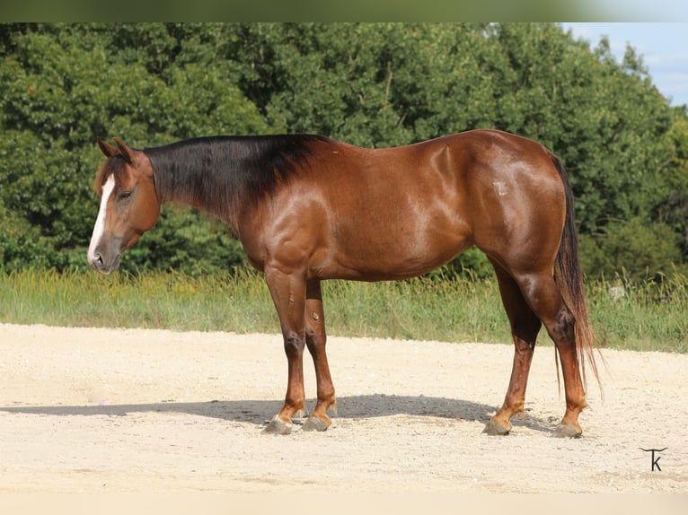 American Quarter Horse Stute 4 Jahre Rotfuchs in Bellevue