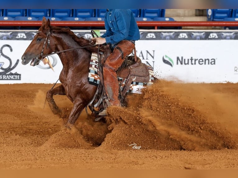 American Quarter Horse Stute 4 Jahre Rotfuchs in Waco