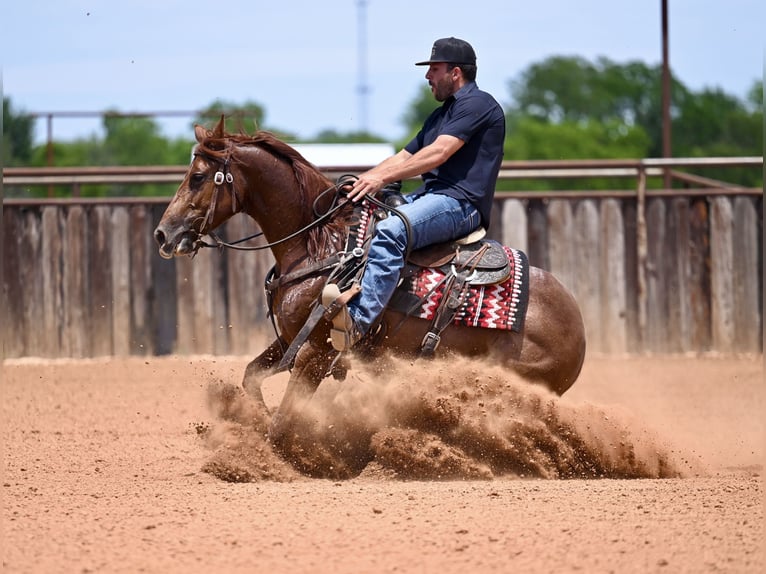 American Quarter Horse Stute 4 Jahre Rotfuchs in Waco