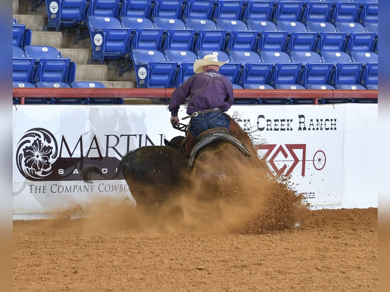 American Quarter Horse Stute 4 Jahre Rotfuchs in Waco