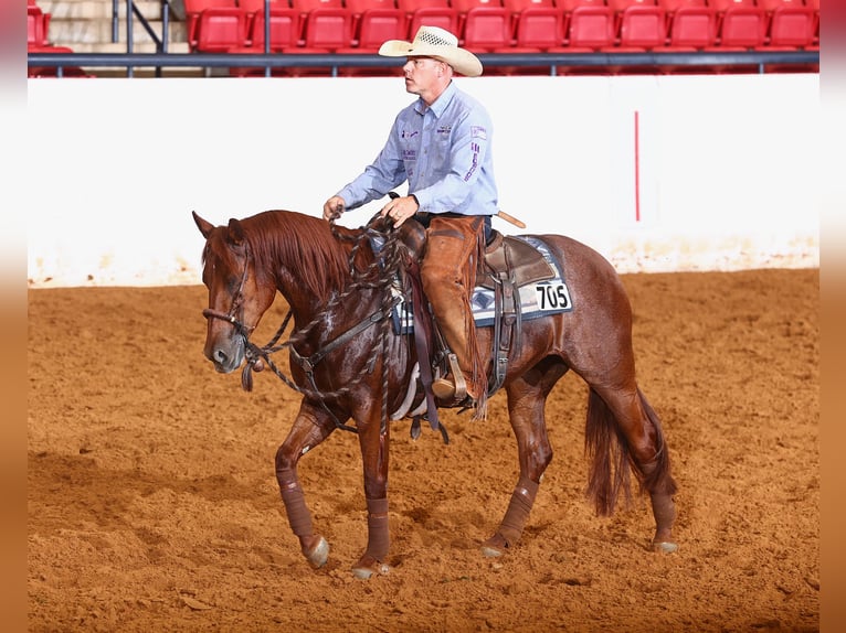 American Quarter Horse Stute 4 Jahre Rotfuchs in Waco