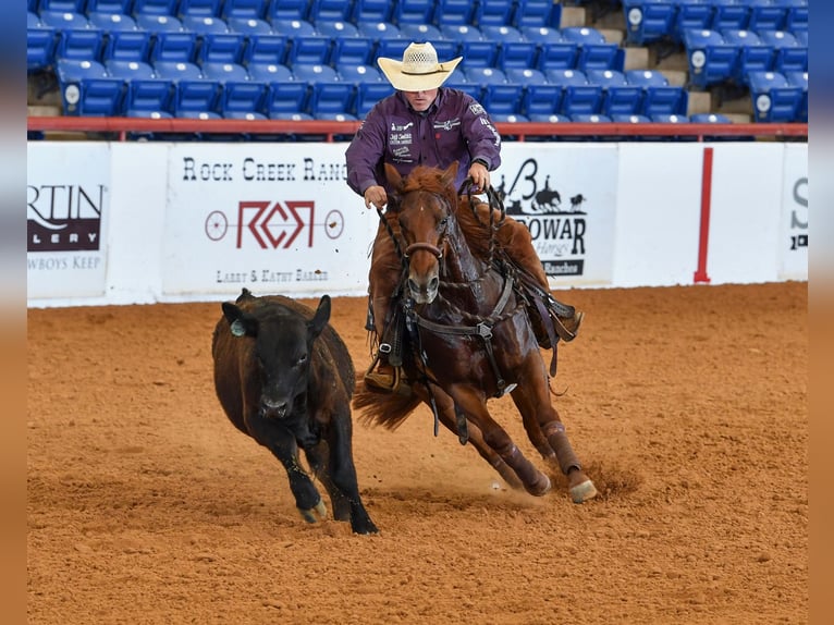 American Quarter Horse Stute 4 Jahre Rotfuchs in Waco