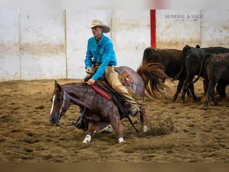 American Quarter Horse Stute 4 Jahre Rotfuchs in Bellevue