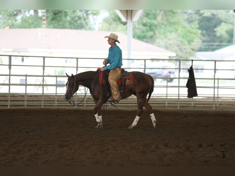 American Quarter Horse Stute 4 Jahre Rotfuchs in Bellevue