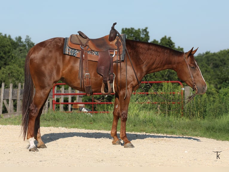 American Quarter Horse Stute 4 Jahre Rotfuchs in Bellevue