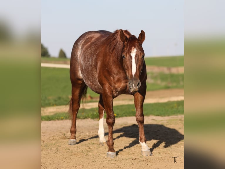 American Quarter Horse Stute 4 Jahre Rotfuchs in Bellevue