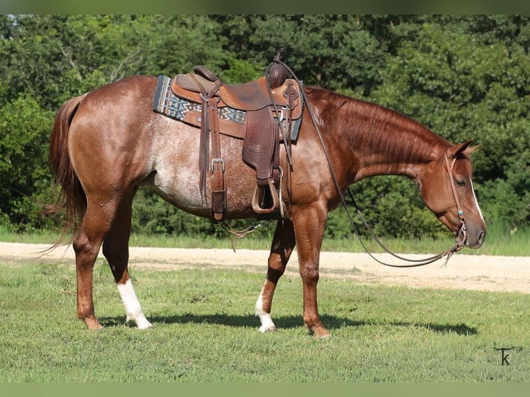 American Quarter Horse Stute 4 Jahre Rotfuchs in Bellevue