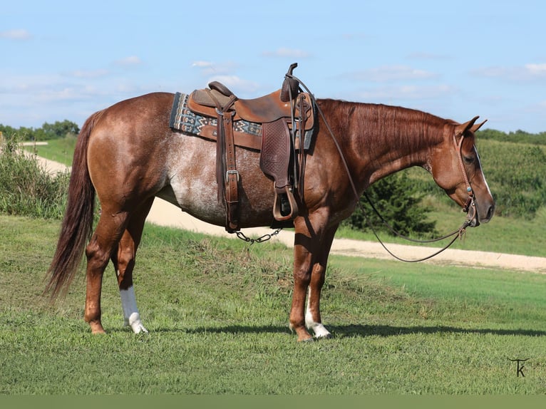 American Quarter Horse Stute 4 Jahre Rotfuchs in Bellevue