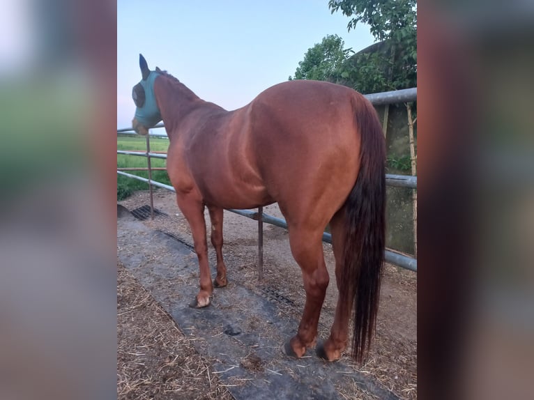 American Quarter Horse Stute 4 Jahre in Ostermiething