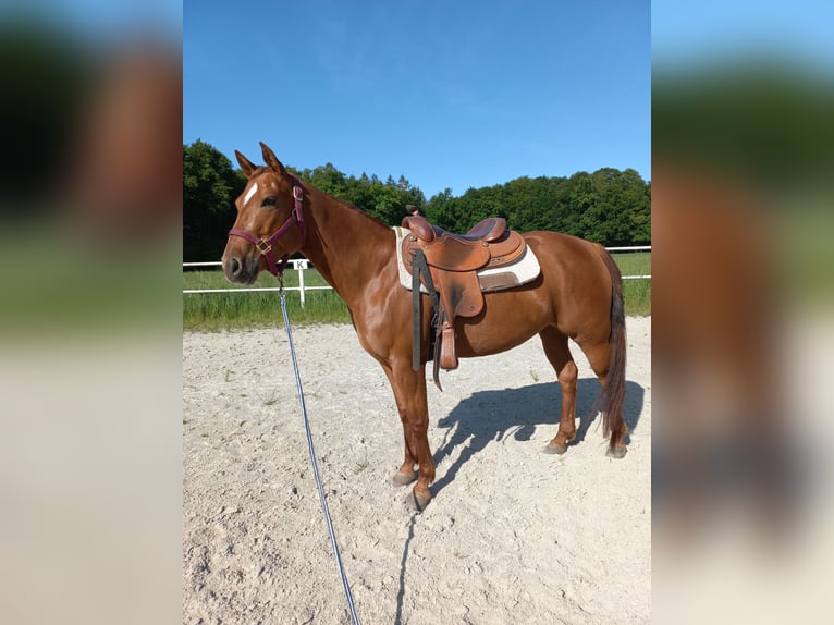 American Quarter Horse Stute 4 Jahre in Ostermiething