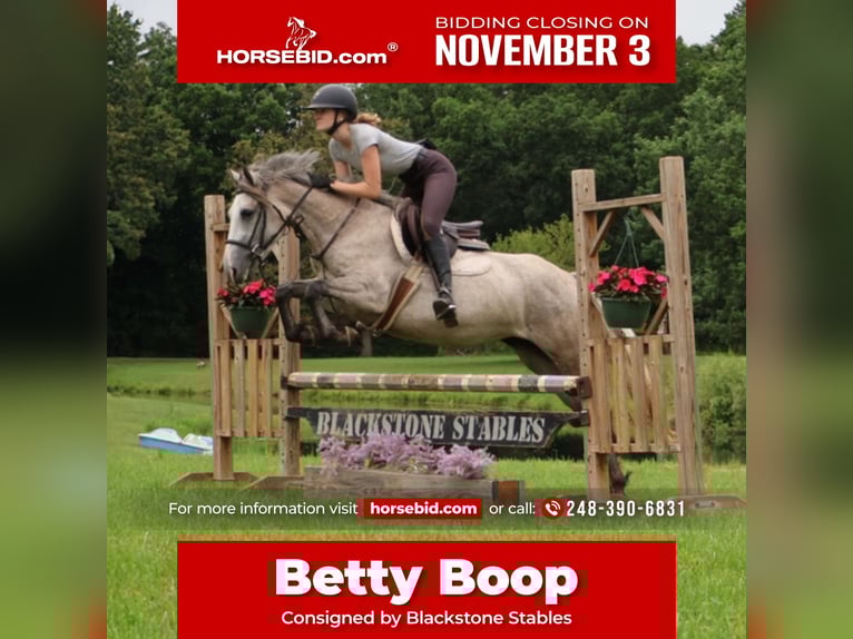 American Quarter Horse Mix Stute 5 Jahre 142 cm Apfelschimmel in Howell, MI