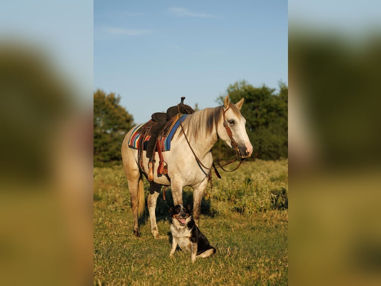 American Quarter Horse Stute 5 Jahre 142 cm Apfelschimmel in Quitman AR