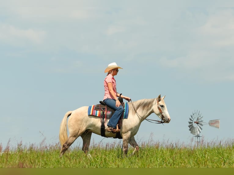 American Quarter Horse Stute 5 Jahre 142 cm Apfelschimmel in Quitman AR