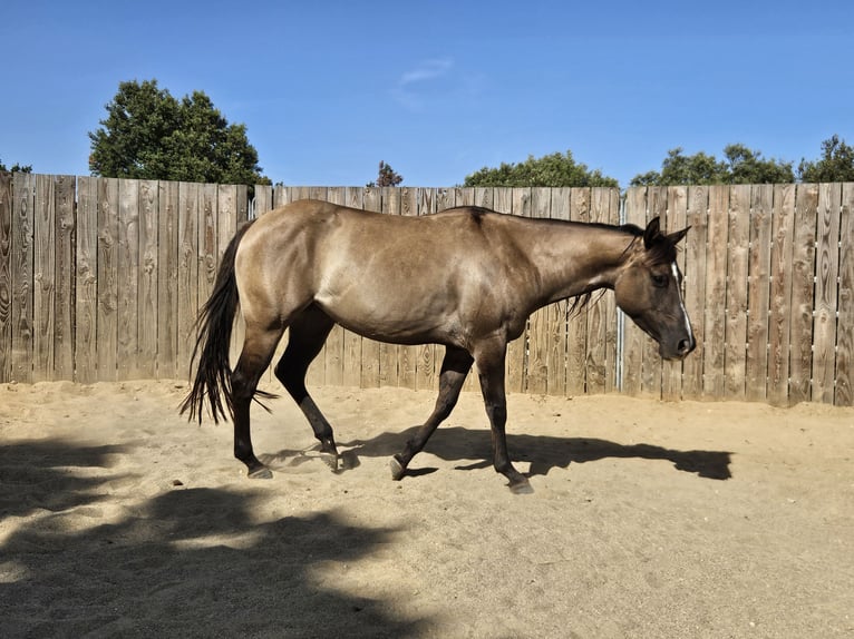 American Quarter Horse Stute 5 Jahre 142 cm Grullo in Montgaillard