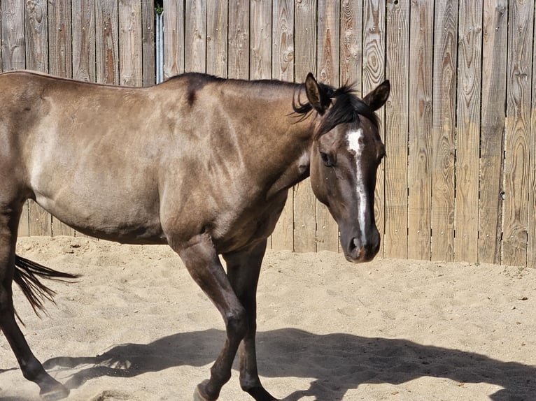 American Quarter Horse Stute 5 Jahre 142 cm Grullo in Montgaillard