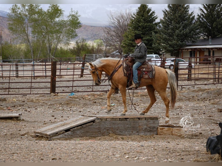 American Quarter Horse Stute 5 Jahre 142 cm Palomino in Cody, WY