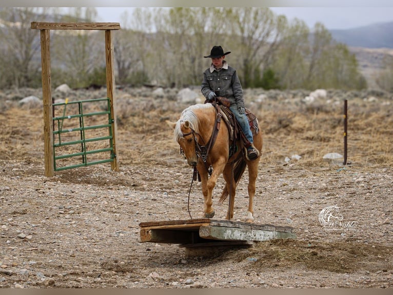 American Quarter Horse Stute 5 Jahre 142 cm Palomino in Cody, WY