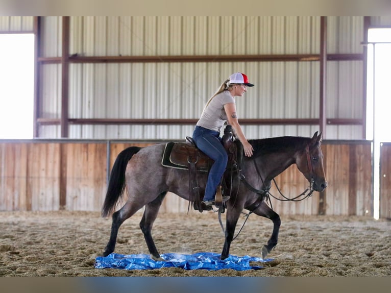 American Quarter Horse Stute 5 Jahre 142 cm Roan-Bay in Decatur