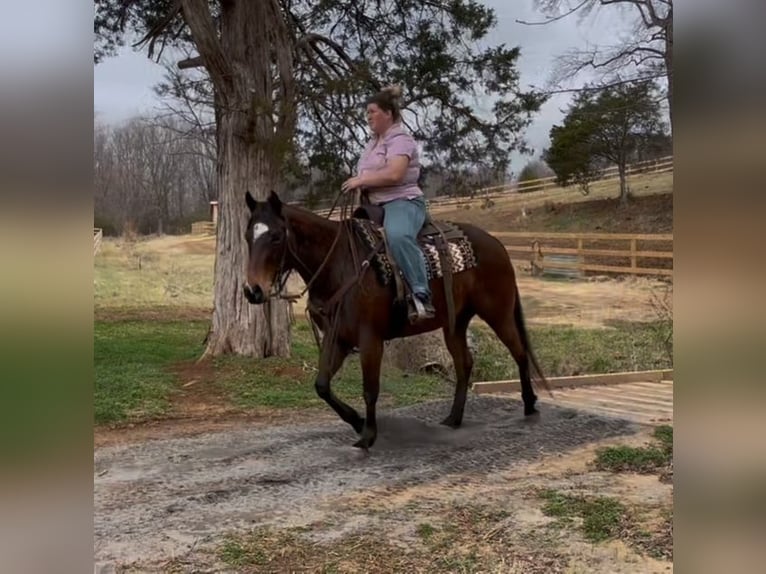 American Quarter Horse Stute 5 Jahre 142 cm Rotbrauner in Hickory