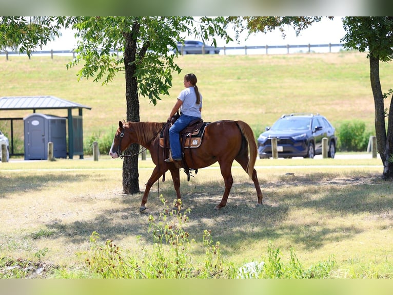 American Quarter Horse Stute 5 Jahre 142 cm Rotfuchs in Forney