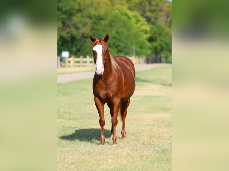 American Quarter Horse Stute 5 Jahre 142 cm Rotfuchs in Forney
