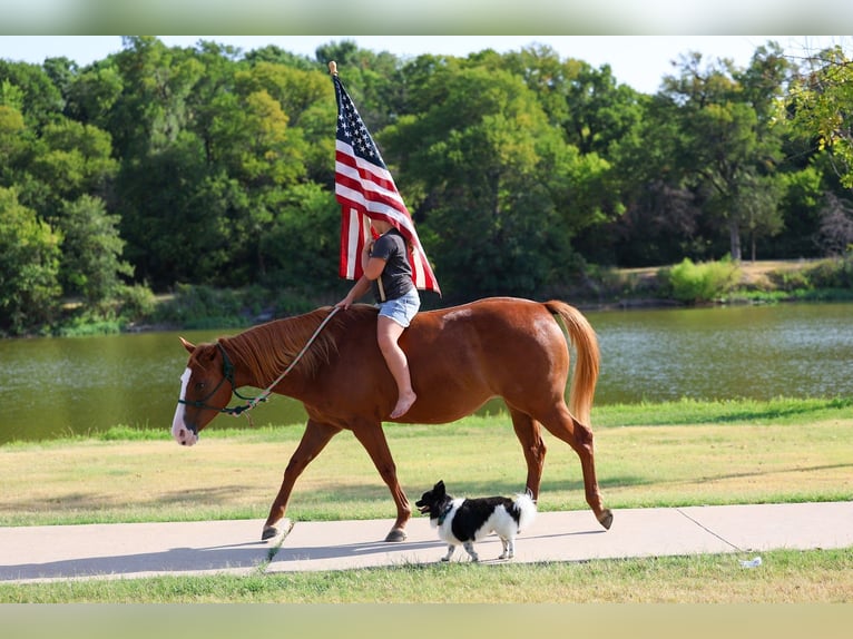 American Quarter Horse Stute 5 Jahre 142 cm Rotfuchs in Forney