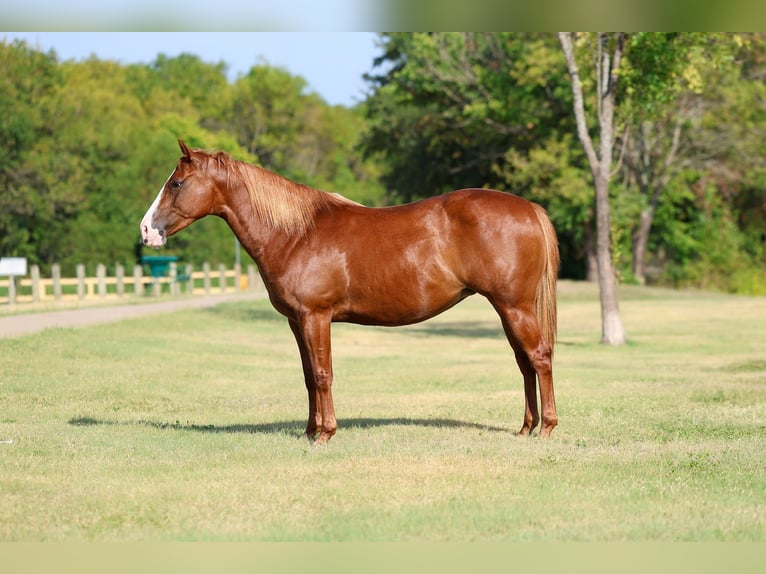 American Quarter Horse Stute 5 Jahre 142 cm Rotfuchs in Forney