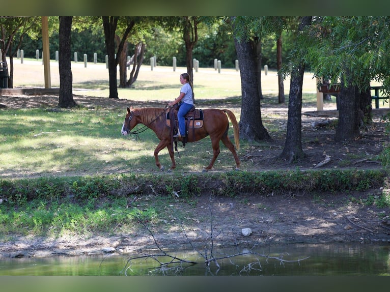 American Quarter Horse Stute 5 Jahre 142 cm Rotfuchs in Forney