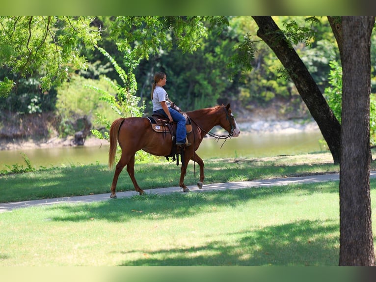 American Quarter Horse Stute 5 Jahre 142 cm Rotfuchs in Forney