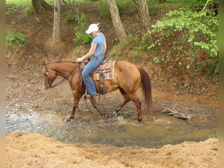 American Quarter Horse Stute 5 Jahre 142 cm Rotfuchs in Palestine
